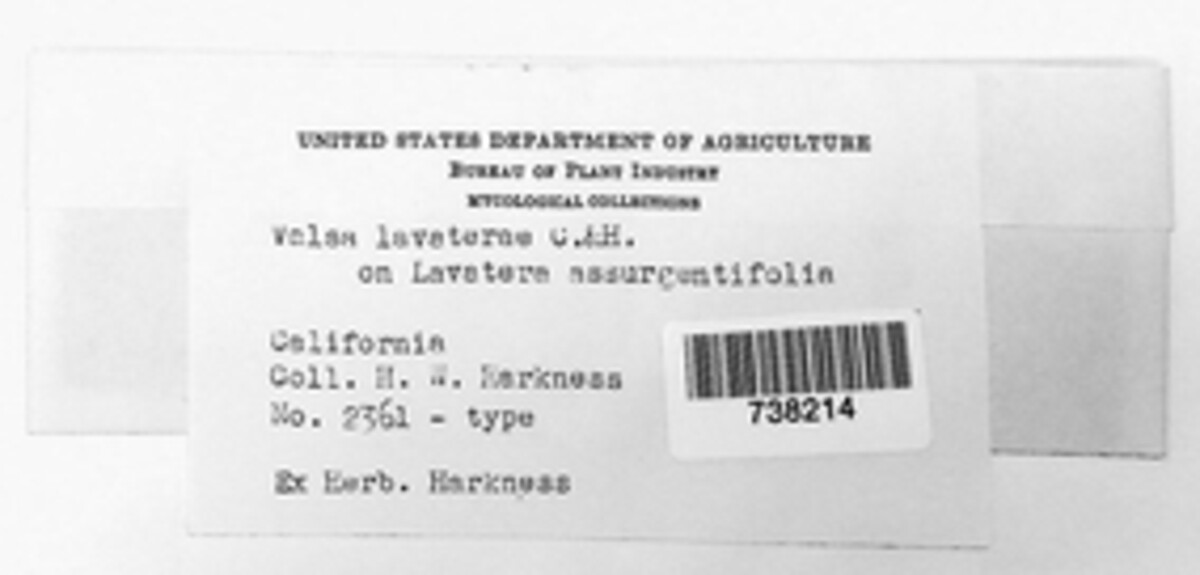 Valsa lavaterae image